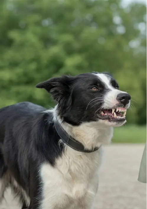 Why Do I Need a Lawyer for a Dog Bite Incident in San Jose